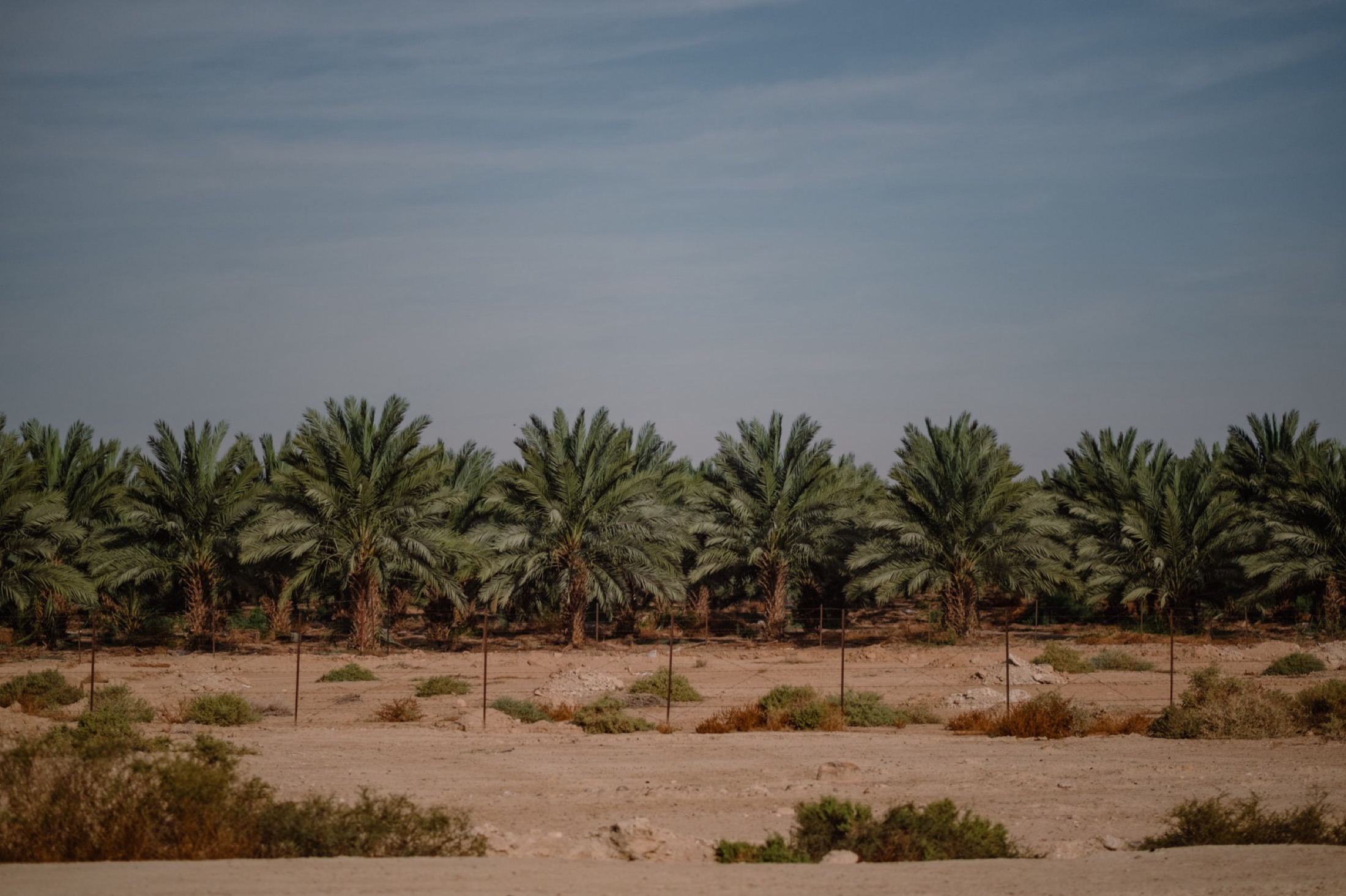 A long line of date palms stretches across a dry landscape beneath a broad muted sky.